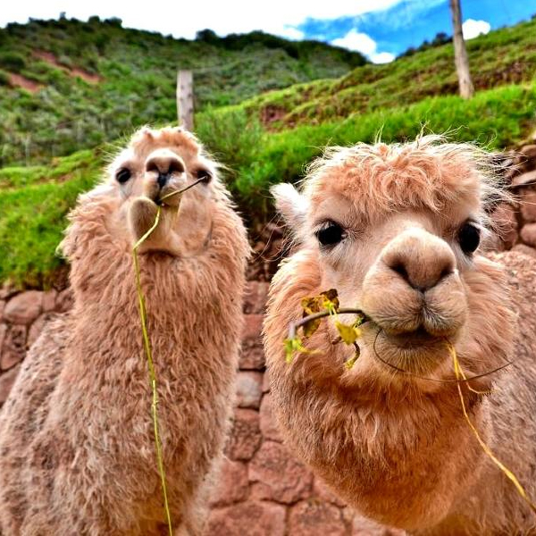 Sacred Valley Arrival