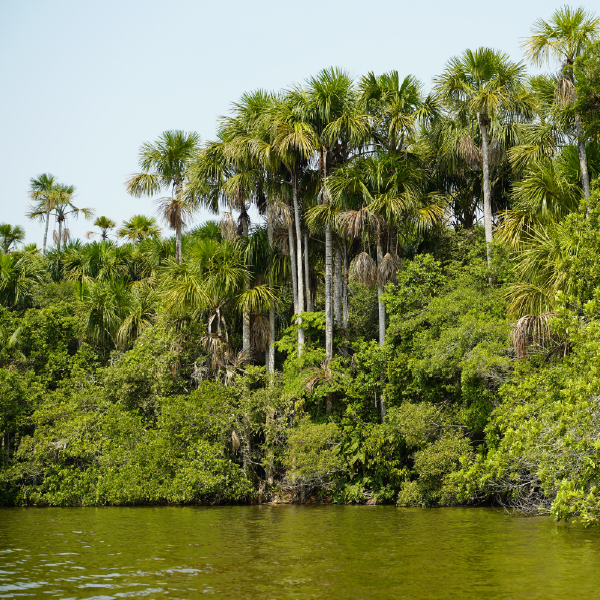 Amazon Birdwatching and Wildlife