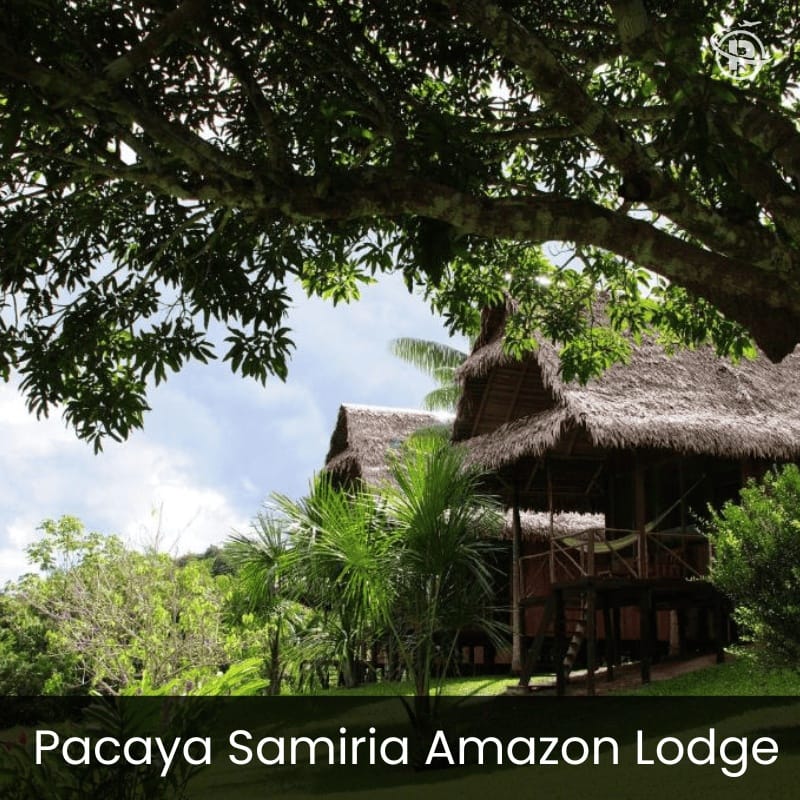 iquitos-jungle