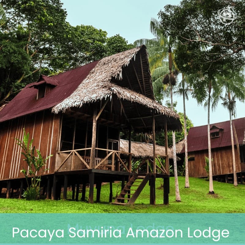 iquitos-jungle