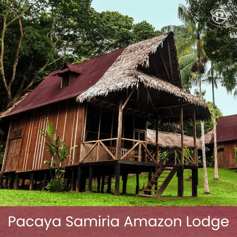iquitos-jungle