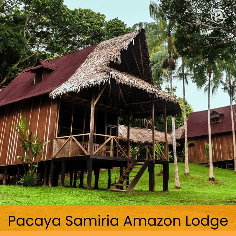 iquitos-jungle