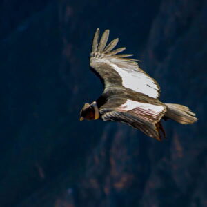 cruz del condor arequipa