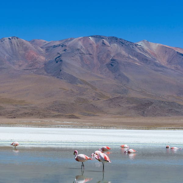 Uyuni lagunas caniapa bolivia